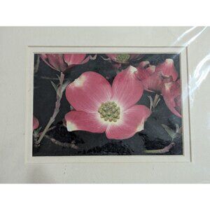 Pink Dogwood Flower Art Photography by JAS Signed 8x10